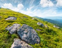 alpine meadow in summer nature. wild grass and grey rocks in carpathian landscape. mountain scenery of perechyn district, ukraine on a sunny day