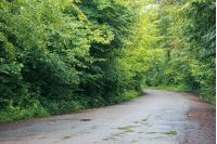 asphalt country road through forest. transportation background. summer nature scenery