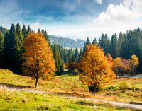 autumn landscape with road through valley near coniferous forest with trees in colorful leaves. beautiful countryside scene in carpathian mountains of ukraine. scenic place on a sunny day