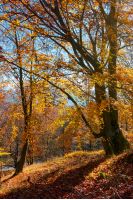 autumn spirits in the woods. wonderful natural background of trees in reddish and yellowish foliage on a hill