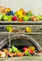 autumnal harvest still life with apples, pears, grapes, nuts and berries in foliage on wooden board and white wall background