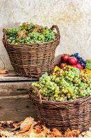 autumnal fruit still life with apples, quince, grapes and leaves on old wall background