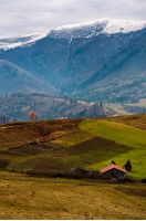 abandoned wooden barn and lonely tree with yellow foliage, on hillside in high mountains with snowy tops. magnificent deep autumn countryside landscape