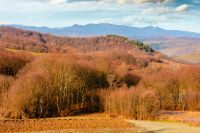 beautiful autumn forenoon in mountains. trees on a hill in fall colors. wonderful countryside landscape of Ukraine on a sunny weather