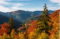 beautiful autumn scenery in mountains. colorful foliage in forest at sunset
