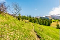 beautiful countryside in springtime. footpath through grassy hill. spruce trees on a meadow. distant mountain with snow on the top. wonderful sunny weather