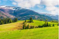 beautiful countryside in springtime. spruce trees on a grassy meadow. distant mountain with snow on the top. wonderful sunny weather