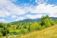 beautiful countryside of ukraine. forest on the slope. sunny day. scenic summer landscape in carpathian mountains. grassy field and rolling hills. rural scenery. natural environment