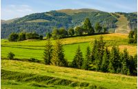beautiful countryside with trees on hillside. lovely mountainous landscape in summer
