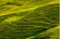 beautiful grassy hillside in sunlight. lovely agricultural background