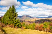 beautiful mountain countryside landscape in autumn. sky with clouds. fantastic carpathians outdoor background for travel. sunny day. spectacular carpathian wonderland with fir and yellow alps