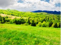 beautiful mountainous countryside in springtime. grassy meadows and forested hill. freshness of nature concept