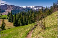 beautiful nature scenery in springtime. bush and a footpath on a grassy hillside. forest and mountain with snowy tops on the background