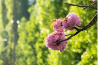 beautiful sakura blossom in springtime. pink buds on the blurred green background. lovely nature scenery.