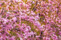 beautiful spring background of sakura tree in full bloom. vibrant pink cherry blossom floral pattern. copy space among blurred branches in park. backdrop in bright light. japanese symbol of springtime