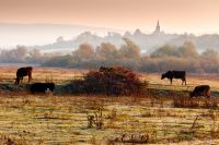 beautiful view of autumn countryside landscape in carpathian mountains. rural scene with cows grazing on meadow in frost. village behind trees with church on a hill in morning light under orange sky