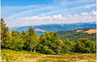beech forest down the hillside of mountain ridge. gorgeous autumnal scene in fine weather afternoon