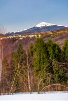 birch and spruce on snowy hills in Carpathians. beautiful springtime scenery in mountains with snowy top in the distance
