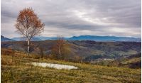 birch tree on hill above the village. gloomy autumn landscape in mountains with snowy peak in the distance
