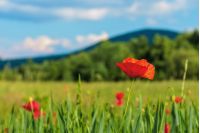 blooming red poppy flower in the field. beautiful rural scenery in early summer. blurred background with distant hill. sunny weather. shallow depth of field 