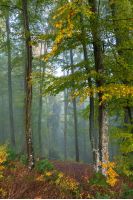 blue foggy morning in autumn forest. beautiful nature scenery. mix of yellow and green foliage on trees