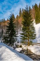 brook with cascade in winter spruce forest on a bright day. lovely nature scenery with lots of snow on hillsides 