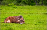 brown cow rests on a grassy meadow. cute animal emotion, act like a cat