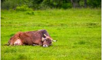 brown cow rests on a grassy meadow. cute animal emotion, act like a cat