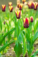 brown tulip flower with yellow stripe. picture of a blooming garden during spring. floral background for tulip greeting card. closeup view. shallow depth