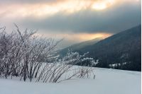 bush on the meadow in mountain at sunrise. beautiful winter scenery. overcast gloomy sky. cold weather