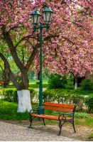 cherry blossom in city park. wooden bench and lantern under the branches of Sakura tree