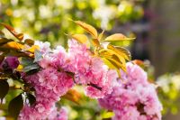 cherry blossom of sakura tree with pink flowers. beautiful nature background on sunny day in spring. image with flowering branch on hanami season. uzhhorod streets blurred wallpaper