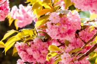 cherry blossom spring. sakura tree in pink flowers. beautiful nature background against blurred garden. romantic scene with blooming branch on a sunny day