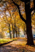 city park autumn scenery on sunny morning. trees in yellow leaves near path and green lawn. uzhhorod old street in bright light. alley covered in fallen foliage. scenic urban landscape of ukraine