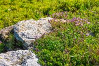 closeup picture of purple creeping thyme plant in summer. wild thymus serpyllum spices blooms on a rock background. fresh flowering nature wallpaper of herbal varieties in carpathian alps of ukraine