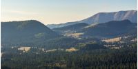 two fir trees on hillside of mountain range with coniferous forest and meadow in morning light