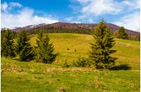 Conifer forest at the foot of the mountain on a bright sunny day. blue sky with clouds in summer countryside landscape