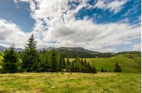 Conifer forest on a hill on a bright sunny day. blue sky with clouds in summer countryside landscape