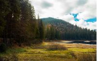 coniferous forest around the lake. beautiful landscape in mountains on a cloudy autumn day