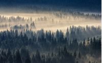 spruce trees in a foggy valley lightened by sun rays. view from the top