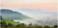 hillside of mountain rural area with coniferous forest and meadow in morning fog