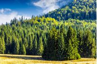 coniferous forest on a steep mountain hillside
