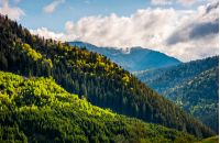 forest; mountain; coniferous; hillside; landscape; slope; pine; green; sky; cloud; tree; nature; meadow; view; spruce; green; background; blue; springtime; cloud; beautiful; top; travel; weather; scene; wild; wood; hill; outdoor; tourism; fir