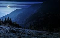 coniferous forest on a steep mountain slope at night in full moon light
