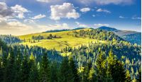 coniferous forest on the edge of the hill in Carpathian mountains