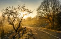 country road in morning fog with naked trees. beautiful autumn scenery