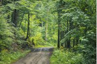 country road through forest. transportation background. summer nature scenery