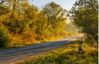 country road with metal fence through forest in morning haze. lovely early autumn atmosphere