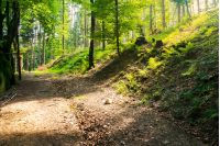 country road through forest in sun light. lovely transportation background