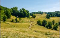 country road uphill into the beech forest. cattle of cow grazing near the shed. lovely summer scenery